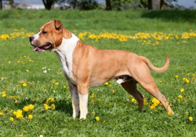 American-Staffordshire-terrier-dog-ezgif.com-webp-to-jpg-converter