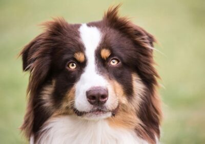 Australian-shepherd-dog