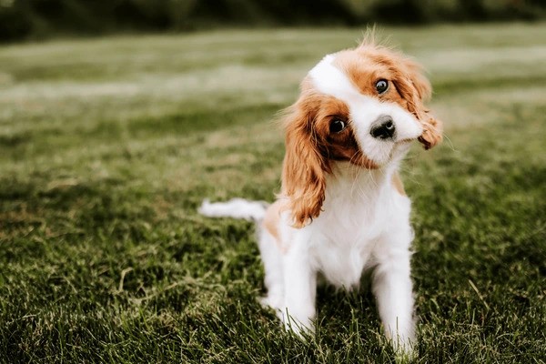 Cavalier King Charles Spaniel