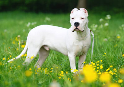 istockphoto-869923206-612×612-1